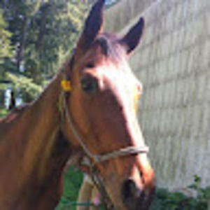 Meet your Posher, Haley